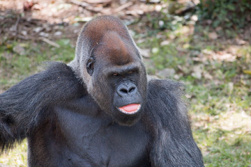 Gorilla sticking tongue out
