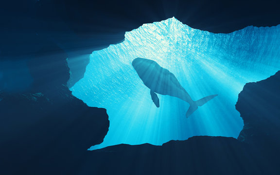 Underwater scene of whale deep