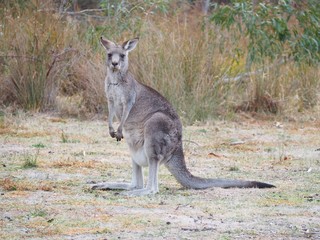Naklejka na ściany i meble Kangaroo in the bush