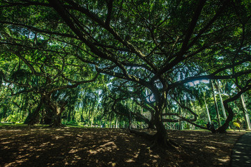 ShriLanka forest