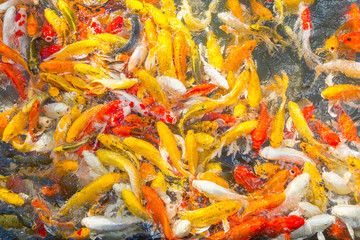 Koi Carps Fish Japanese swimming (Cyprinus carpio) beautiful color