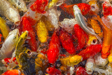 Koi Carps Fish Japanese swimming (Cyprinus carpio) beautiful color