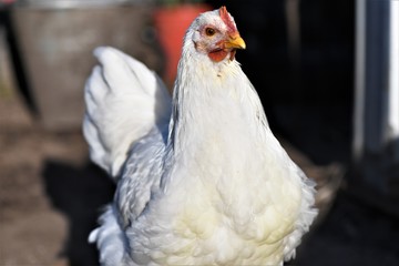 White Hen