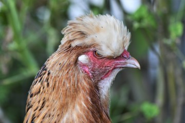 Mixed Breed Hen