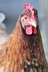 Hen Portrait