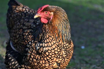 Gold Lace Hen