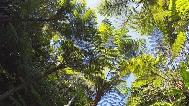 Tree Ferns Silhouetted against the Sky in Thai Jungle, with Sound
