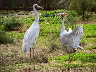 Brolgas, dancing birds of Australia