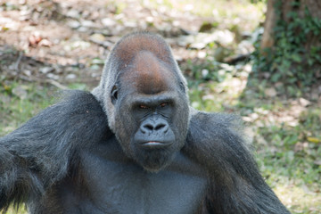 Gorilla portrait
