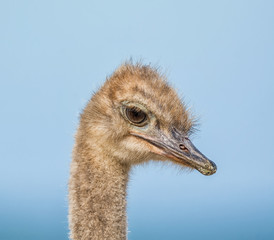 Juvenile Ostrich