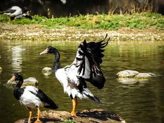 Magpie Goose