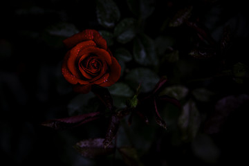 Rose