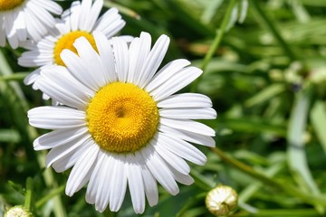 daisy in green grass