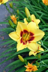 yellow flowers in garden