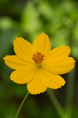 Close-up of yellow flower