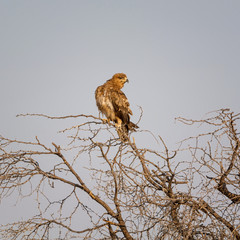 Juvenile Tawny Eagle