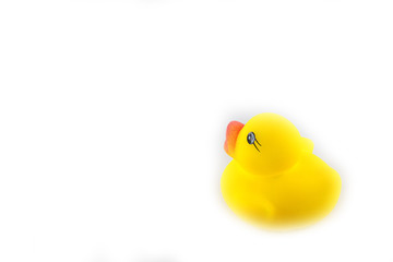 yellow toy rubber duckling isolated