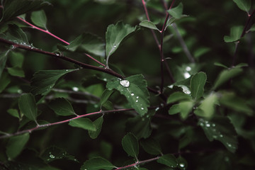 Obraz premium leaves in the rain