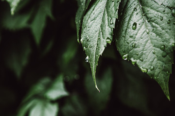 leaf with water drops