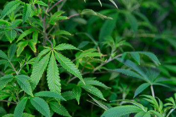 Cannabis Sativa in Indoor Grow