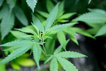 Cannabis in Indoor Grow