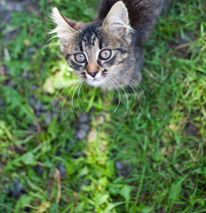 Naklejka na ściany i meble cute little cat in the garden