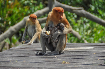 Proboscis monkey on Borneo