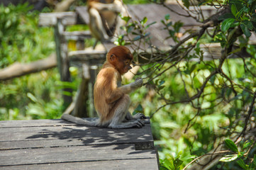 Proboscis monkey on Borneo