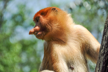 Proboscis monkey on Borneo