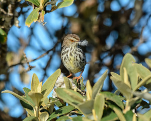 Karoo Prinia