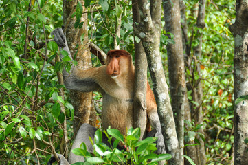 Proboscis monkey on Borneo