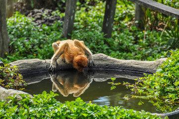 Obraz premium Proboscis monkey on Borneo