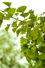 Green Gingko leaves in summer