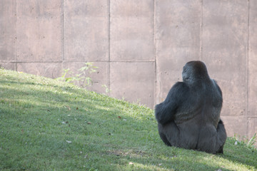 gorilla landscalpe