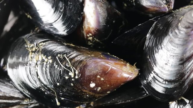 Cozze chiuse