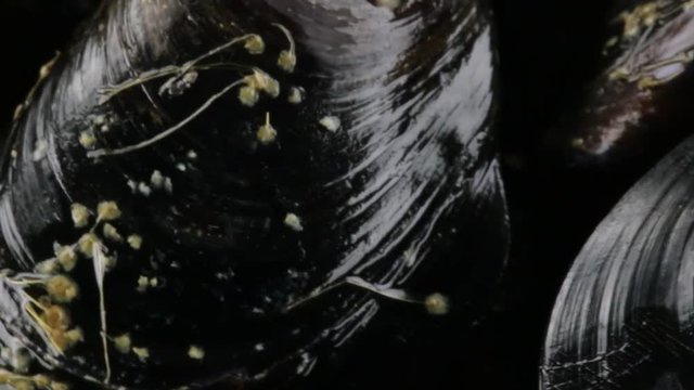 Cozze