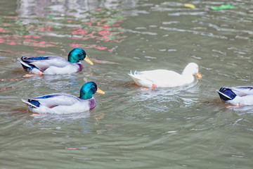 Mallard duck in the lake.