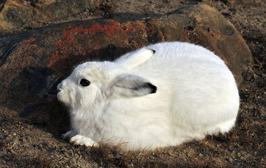 The polar hare lurked near the stone. © Oleksandr Umanskyi