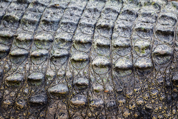 Real Crocodile skin texture