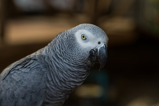 African Grey Parrot sitting on timber