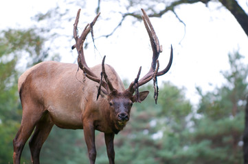 Bull Elk Dropping Velvet