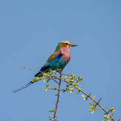 Lilac-breasted Roller