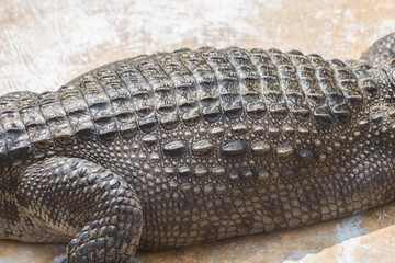 Body and skin of Crocodile on the cement floor