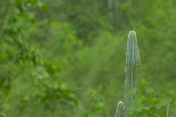 saguaro and nature