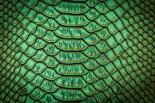 close up of snake skin texture