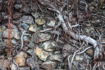 roots on old rock wall
