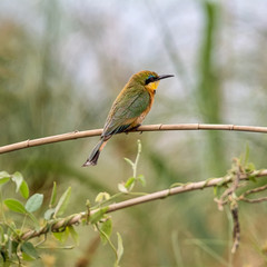 Obraz premium Little Bee-eater
