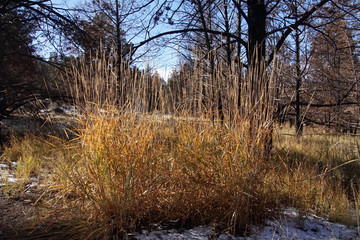 Dry grass along the Crooked River