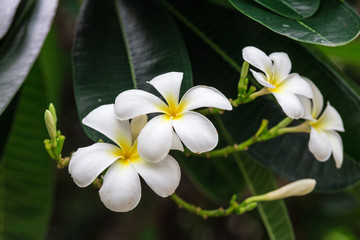 White Plumeria flowers in Thailand 