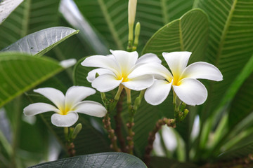 White Plumeria flowers in Thailand 